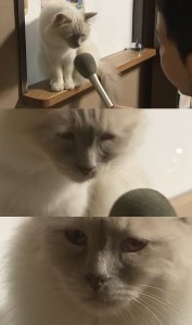 Создать мем: кот интервью, грустный кот, коты
