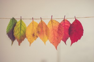 Create meme: fall leaf, leaves art, autumn leaves