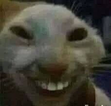 Create meme: cat , a cat with a smile on one side meme, the meme cat smiles
