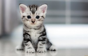 Create meme: Shorthair, Shorthair kittens