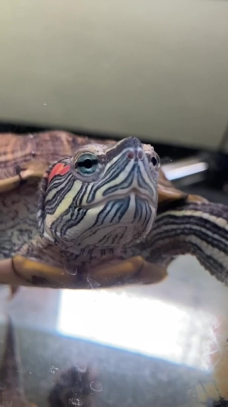 Create meme: trachemys, adult red - eared turtle, a red-eared turtle in an aquarium