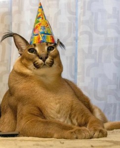 Create meme: cat celebrates birthday, cat, cat