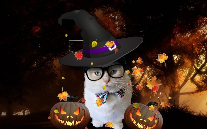 Create meme: cat halloween, halloween cat, happy Halloween