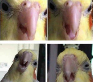 Create meme: parrot, parrot meme, memes about parrots