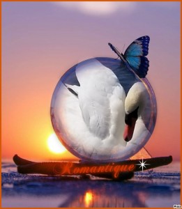 Create meme: good night, Swan, the fidelity of swans