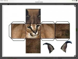 Create meme: Caracal