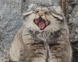 Create meme: wild cat manul, cat manul, manul