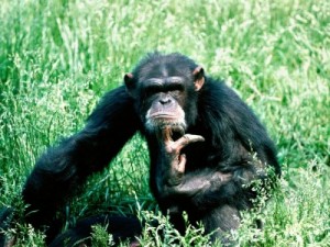 Create meme: animals, what animals, pensive monkey