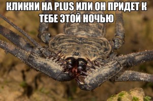 Create meme: the biggest spider, scary spiders, spider frin