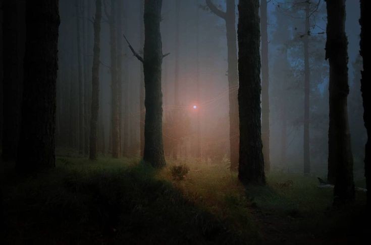 Create meme: morning in the forest, forest misty, foggy morning in the forest