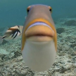 Создать мем: рыба с губами, мем с очками, смешные твиты