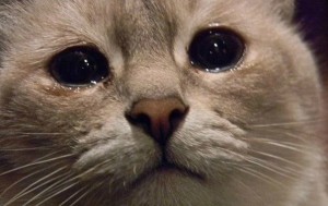 Create meme: offended, the cat is crying, memes