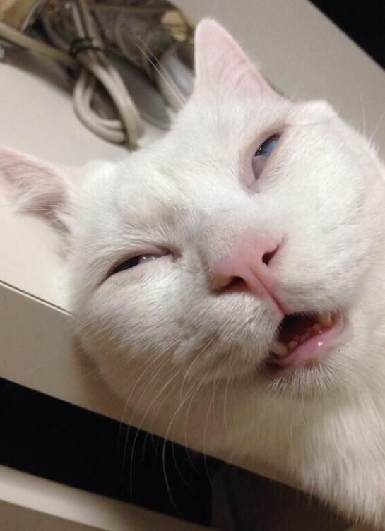 Создать мем: сонный белый кот, смешные морды котов, сонный котик