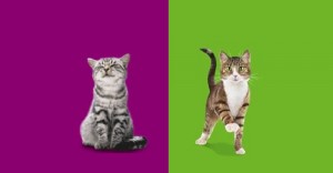 Создать мем: анимированная вискас, кот борис китикет, порода котов из рекламы вискас