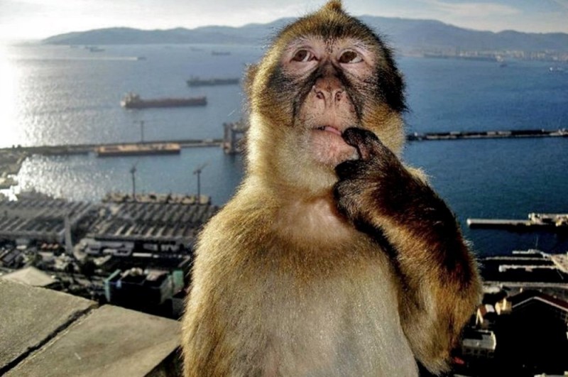Создать мем: обезьяна задумалась, обезьяна смешная, обезьяна большая
