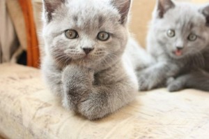 Create meme: kittens, cat British, British Shorthair