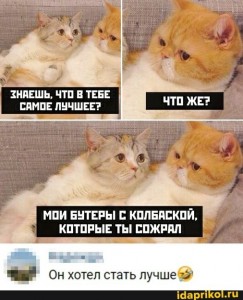 Create meme: cute cat memes with captions, seals, memes