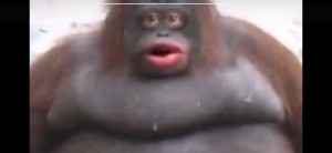 Create meme: ass gorilla, le monkey meme, uh oh stinky pooop ahahaa meme monkey