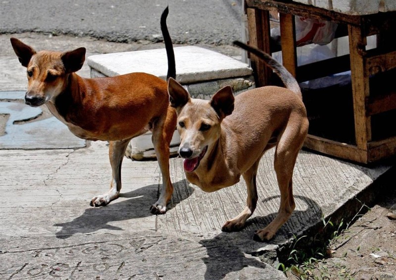 Create meme: kangaroo dog, the half-breed dog, Filipino dog