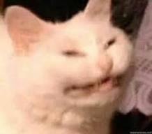 Create meme: face cat meme, srty cat, meme cat with teeth