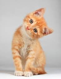 Create meme: kitten redhead