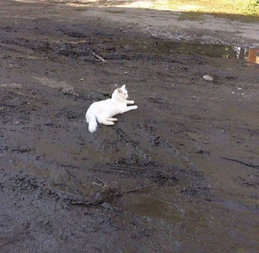 Create meme: a white cat in the mud, white cat, cat in the mud