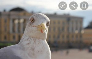 Create meme: meme Seagull, Seagull