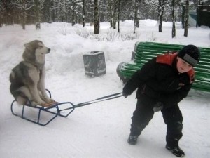 Create meme: dog sled fun, jokes humor, Dog