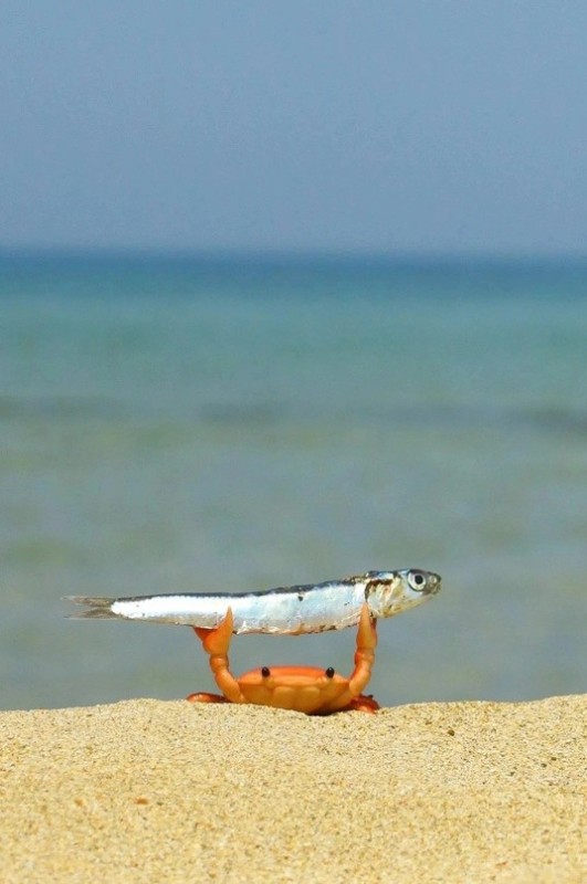 Create meme: meme with crab and fish, crab with fish meme, little crab