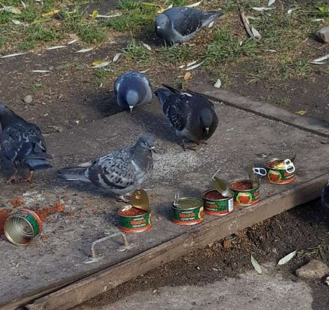 Create meme: pigeons in the city, pigeon bird , grey dove