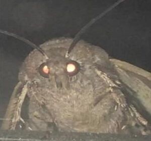 Create meme: mole meme, scary moth, mol