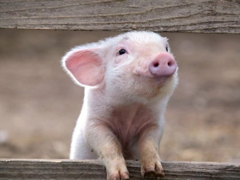 Create meme: little piggy, pig , cute pig