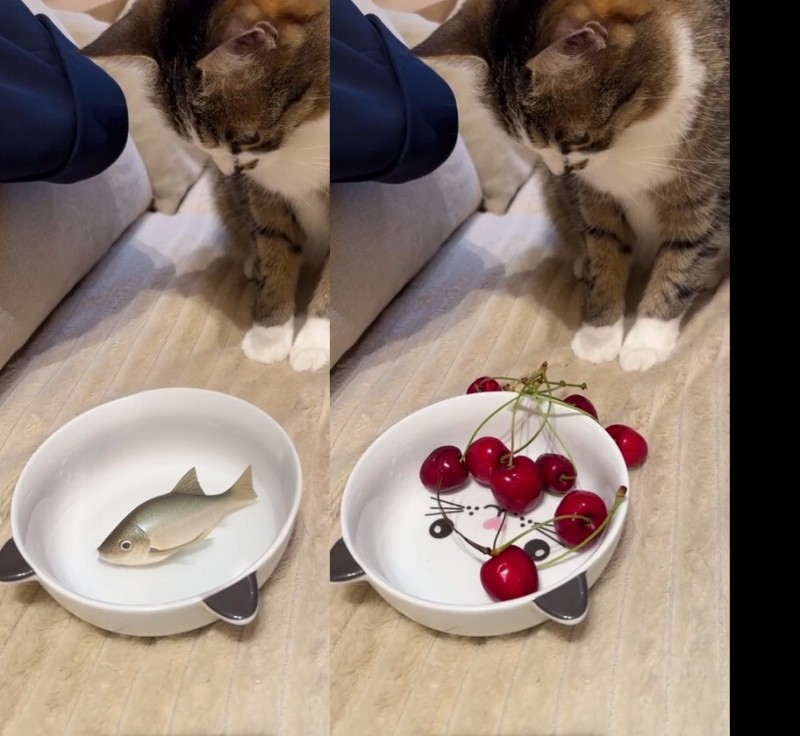 Create meme: cat , cat with fish, cat 