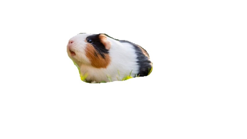 Create meme: dutch guinea pig, animals , mumps 