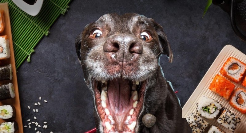 Create meme: funny dogs, funny dog faces, the emotions of dogs