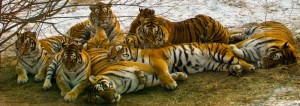 Create meme: the Amur tiger