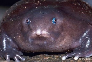 Create meme: Long-Nosed Toad