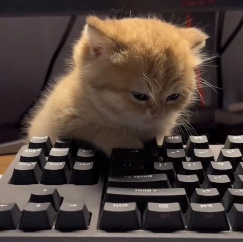 Создать мем: очаровательные котята, котенок мем, котенок на клавиатуре