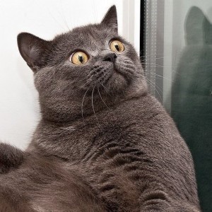 Создать мем: surprised cat