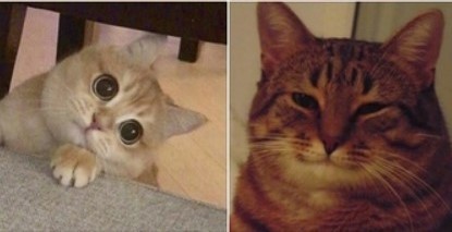 Create meme: the cat from the meme, cat , the cat meme is happy