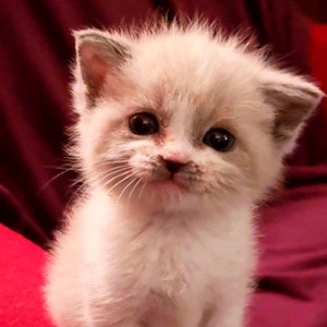 Create meme: kitty smiles, cute cat, seals