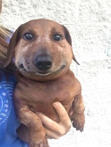 Create meme: Dachshund smiling, dog Dachshund, Dachshund