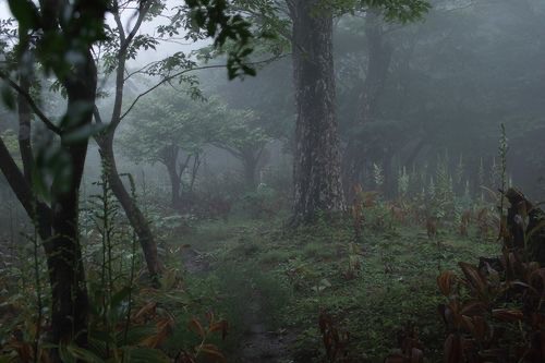Создать мем: пейзаж темный, лес туманный, fairy