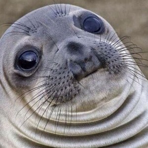 Create meme: stoned seal, seal, meme Navy seal