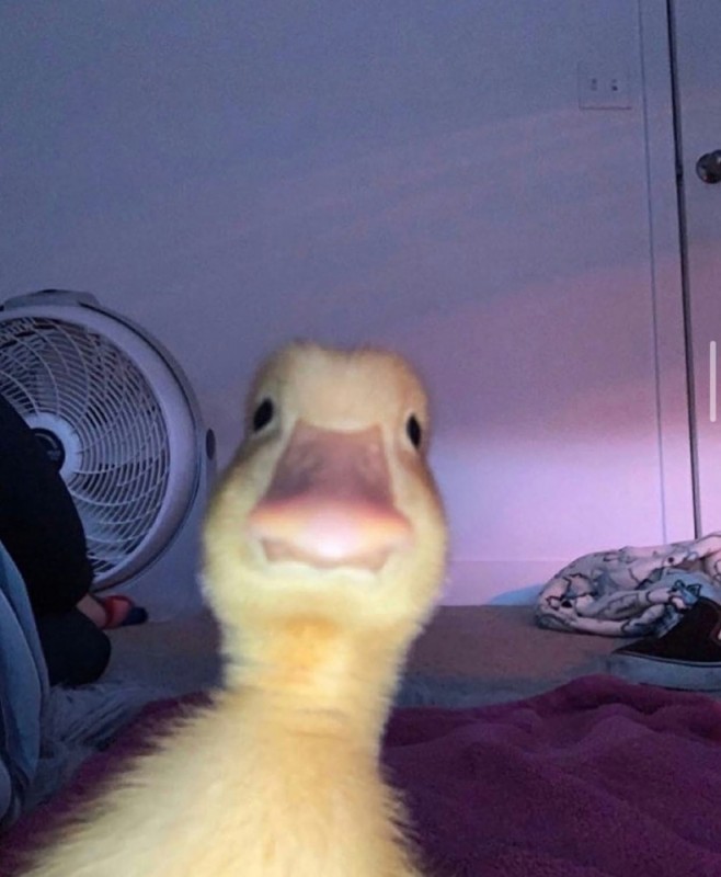 Create meme: duck , duck selfie, duckling selfie