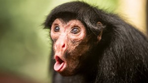 Create meme: macaque monkey, monkeys, monkey