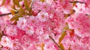 Создать мем: весна пришла, розовые лепестки, постер цветы