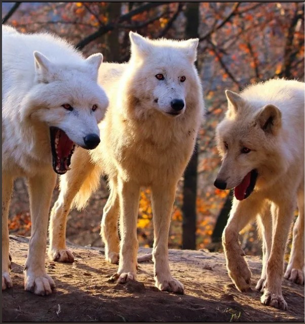 Создать мем: полярный волк, волки смеются мем, волки белые