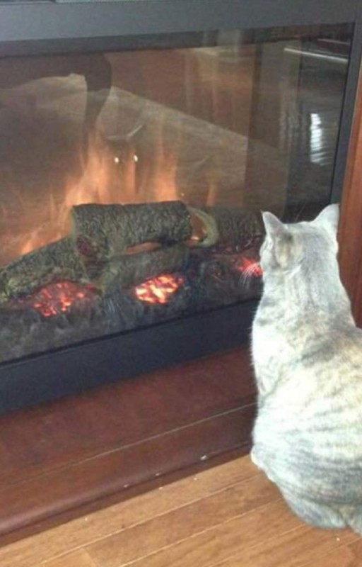 Create meme: cat fireplace meme, cats are warming up, cat 