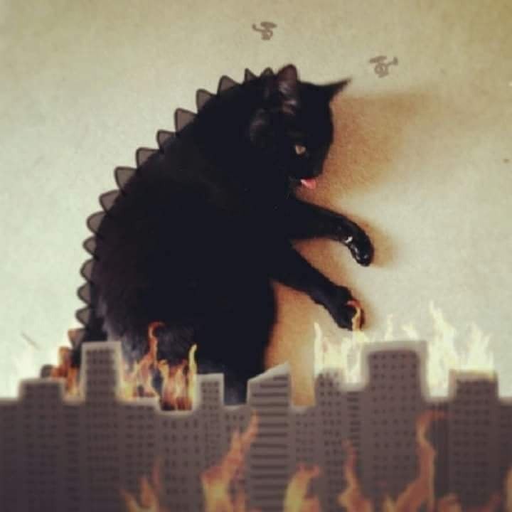 Create meme: Godzilla the cat, godzilla 2021, cat 